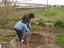 Colocação das sementes de cenoura na terra